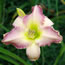 Hemerocallis Celestial Music